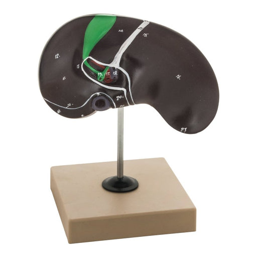 Human Liver Anatomical Model with Gall Bladder, Life Size