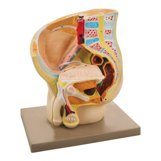 Human Male Pelvis Model, 2 Parts