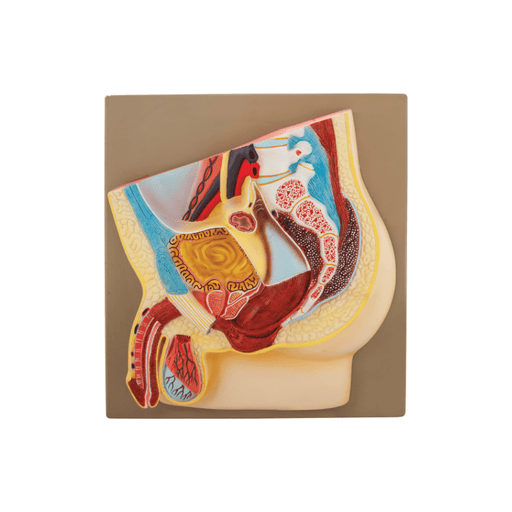 Human Male Pelvis Model