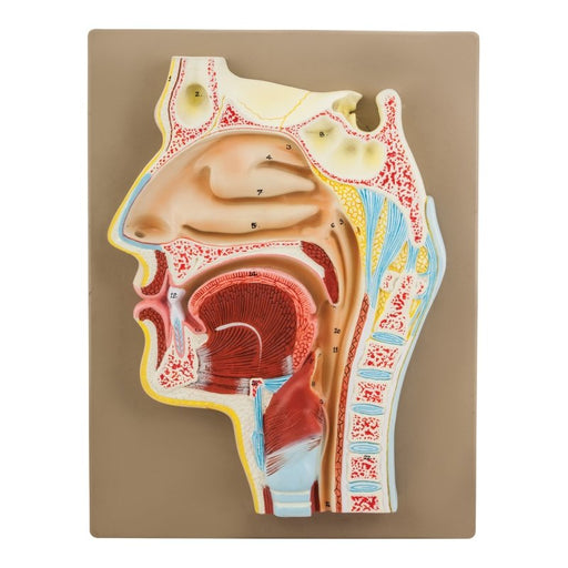 Human Nose Anatomical Model, Longitudinal Section, 2 Times Life Size