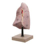 Human Right Lung Model