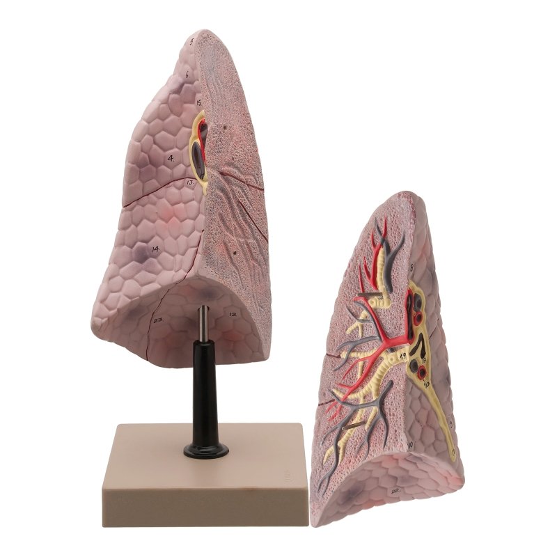 Human Right Lung Model: Educational & Medical Tool — SmartLabs