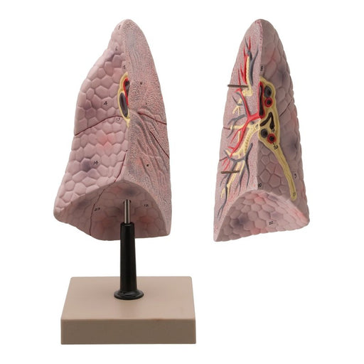 Human Right Lung Model