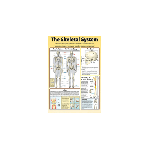 Human Skeleton
