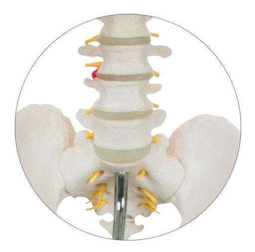 Human Skeleton Showing Nerves - 170 cm