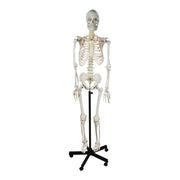Human Skeleton Showing Nerves - 170 cm
