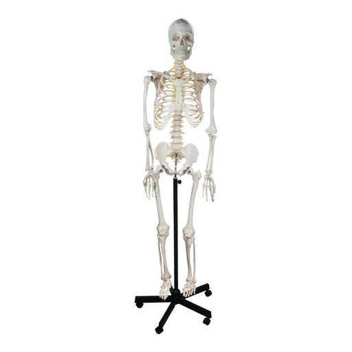 Human Skeleton Showing Nerves - 170 cm