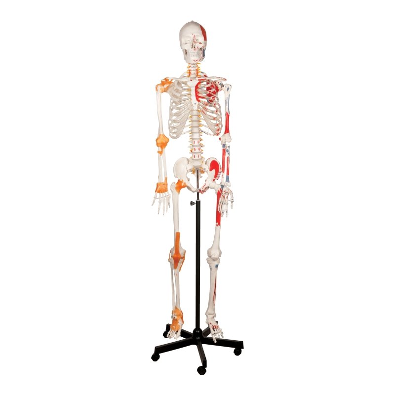 Human Skeleton with Ligament - 170 cm