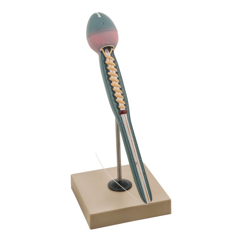 Human Sperm Model