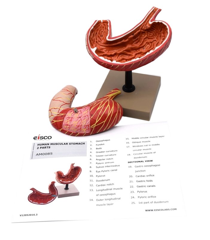 Human Stomach Model, 2 Parts, Three Dimensional