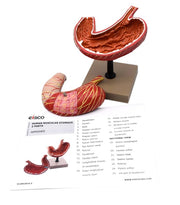 Human Stomach Model, 2 Parts, Three Dimensional