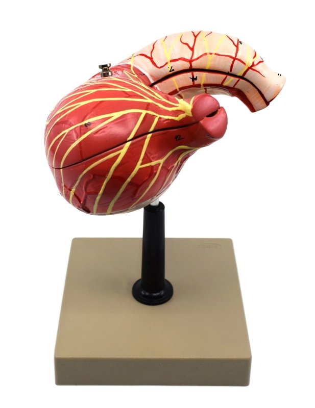 Human Stomach Model, 2 Parts, Three Dimensional