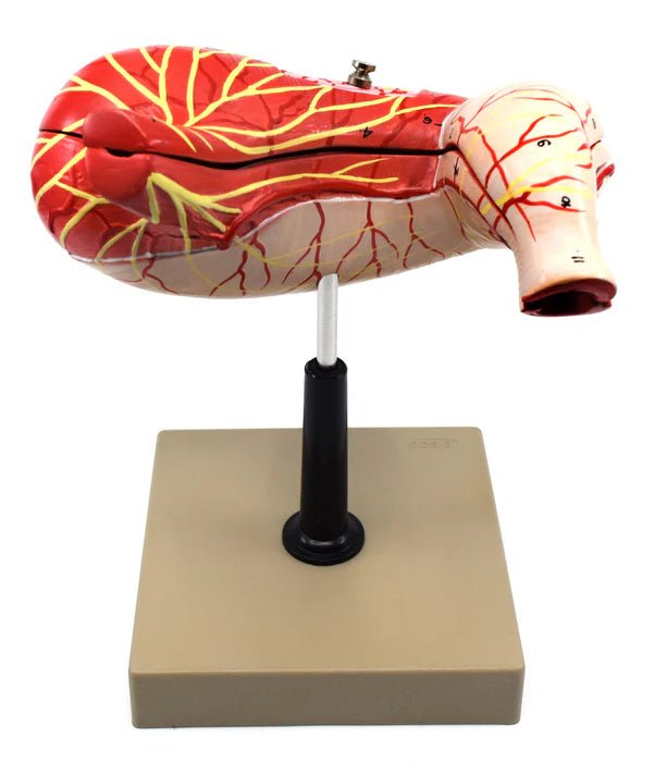 Human Stomach Model, 2 Parts, Three Dimensional