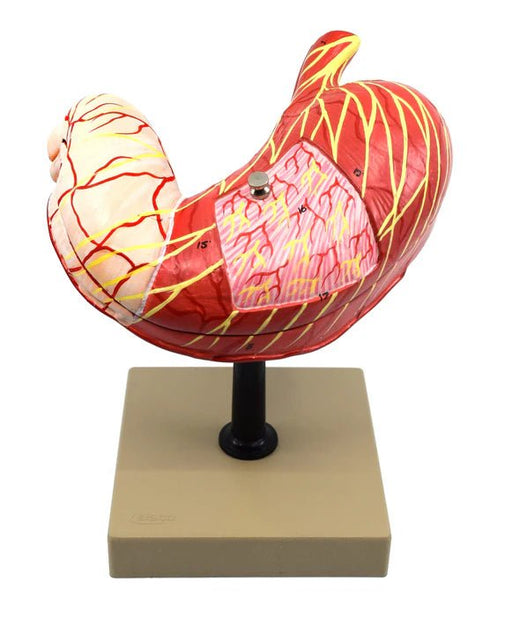 Human Stomach Model, 2 Parts, Three Dimensional