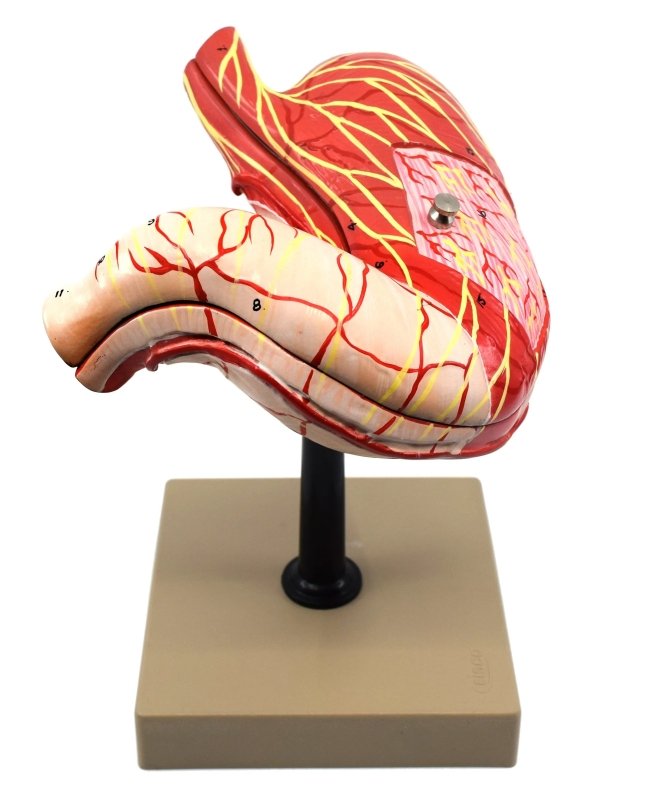 Human Stomach Model, 2 Parts, Three Dimensional