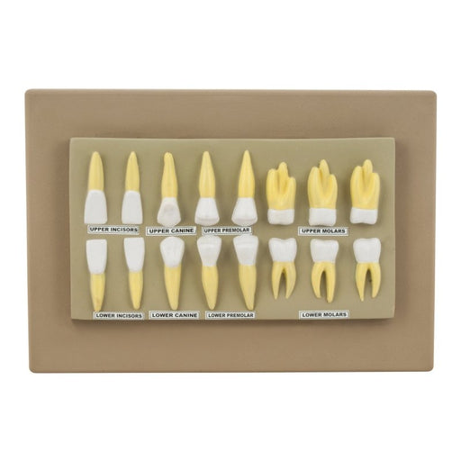Human Teeth Anatomical Model, Set of 16, 2 Times Life Size