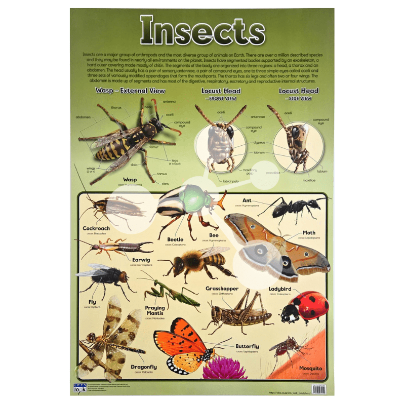 Insects Wall Chart