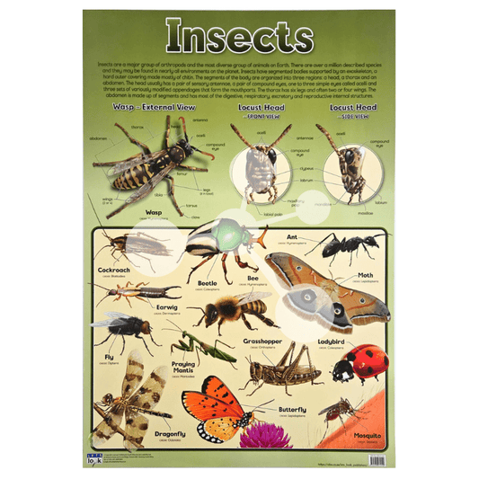 Insects Wall Chart