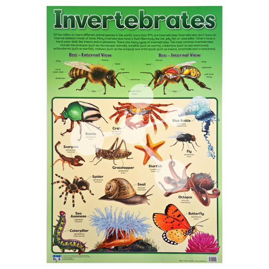 Invertebrates Wall Chart
