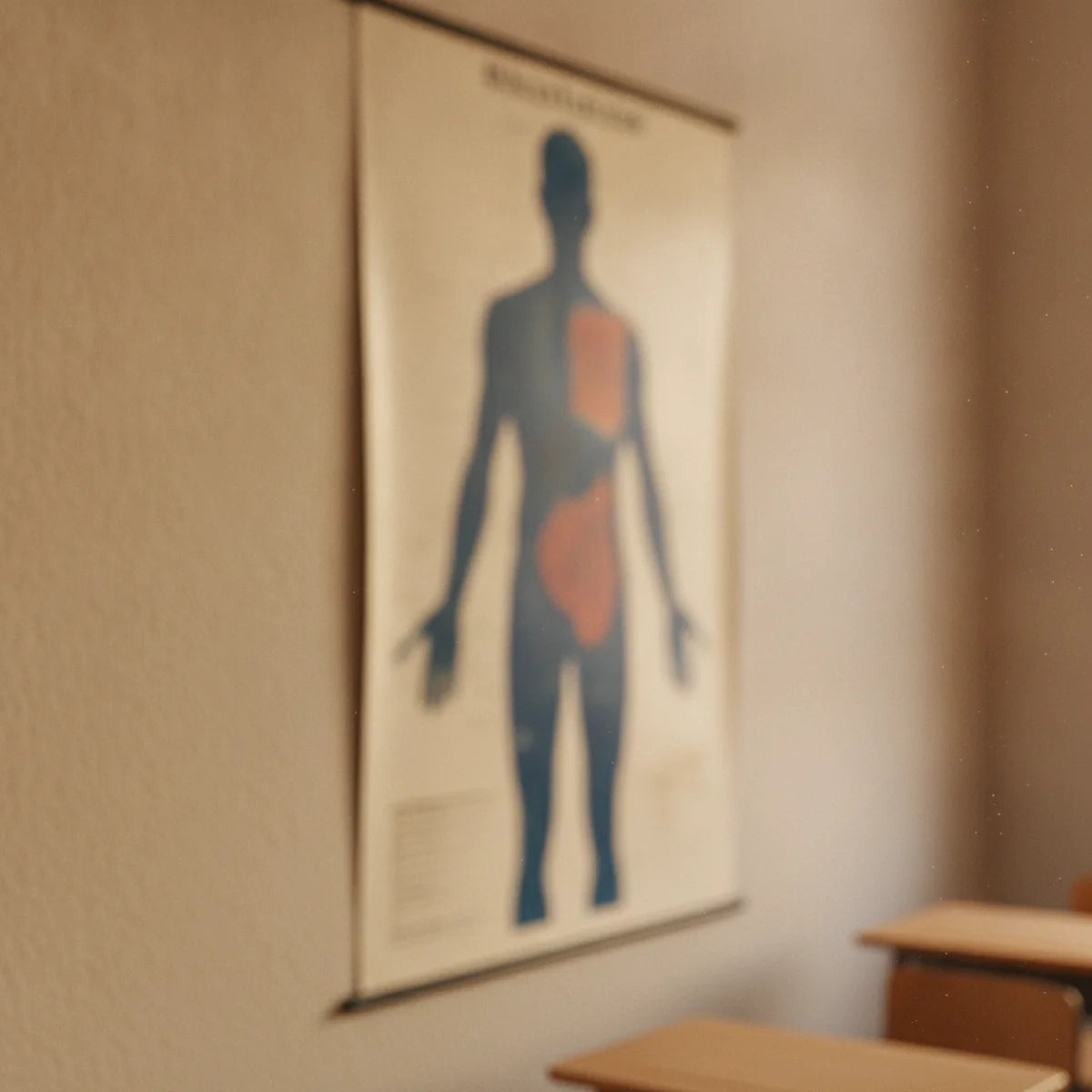 Human anatomy wall charts