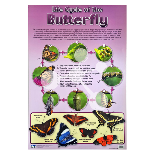 Life Cycle of the Butterfly Wall Chart