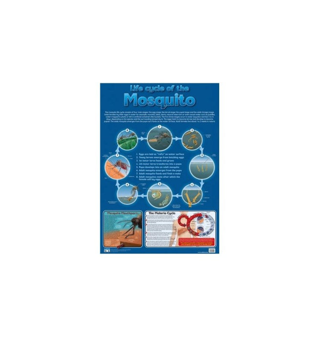 Life cycle of the Mosquito - Wall Chart