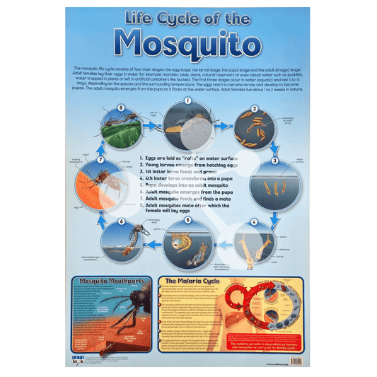Life Cycle of the Mosquito Wall Chart