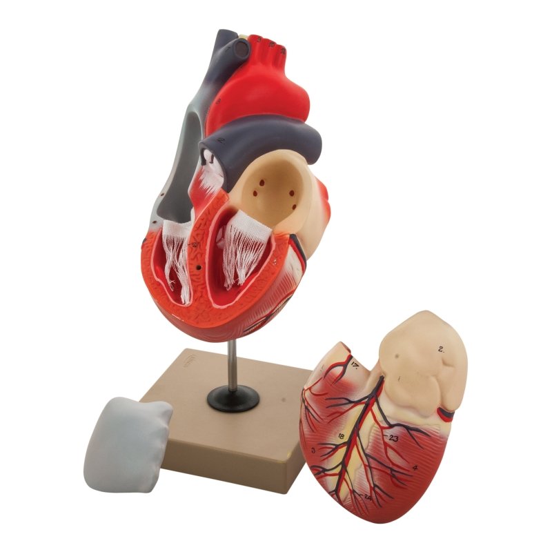Life - Size Human Heart Model, 3 Parts, 2x