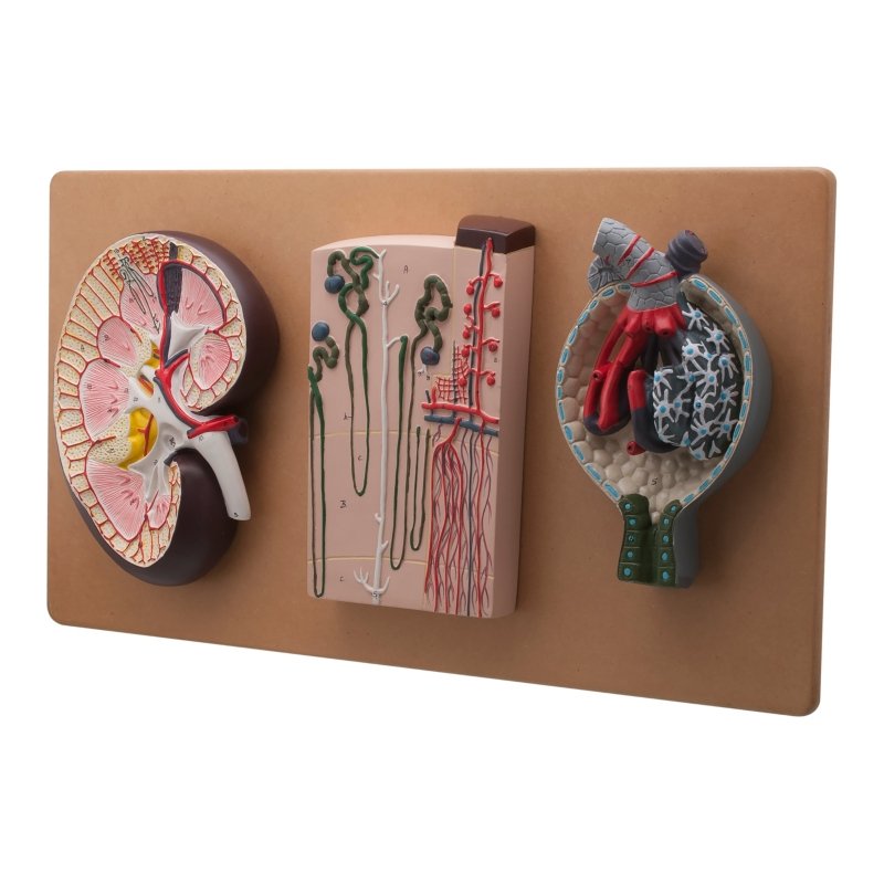 Life - Size Human Kidney Model, 3 Sections