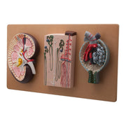 Life - Size Human Kidney Model, 3 Sections