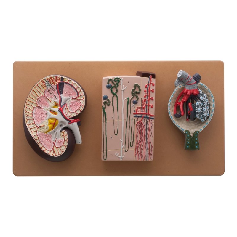 Life - Size Human Kidney Model, 3 Sections