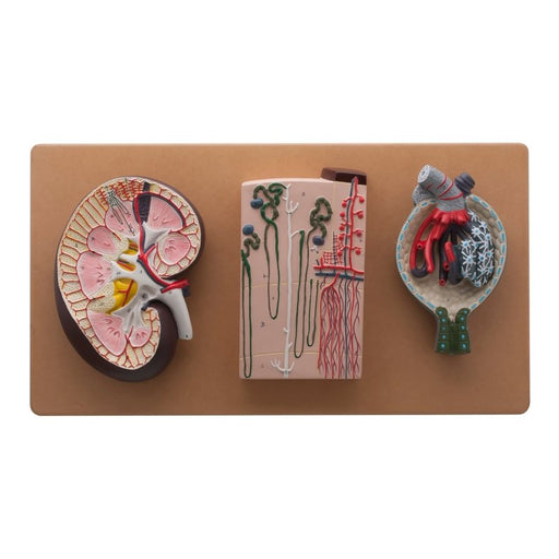Life - Size Human Kidney Model, 3 Sections