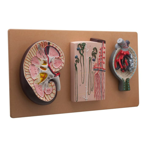 Life - Size Human Kidney Model, 3 Sections