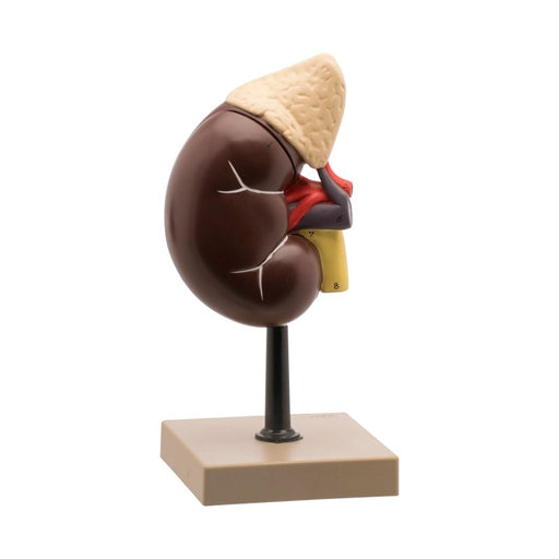 Life - Size Human Kidney with Adrenal Gland Model, 2 Parts