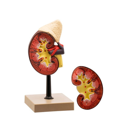 Life - Size Human Kidney with Adrenal Gland Model, 2 Parts