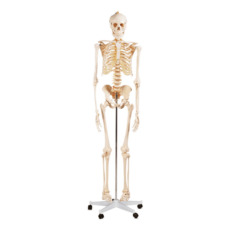 Life - Size Skeleton 180CM Tall