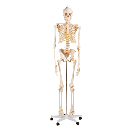 Life - Size Skeleton 180CM Tall
