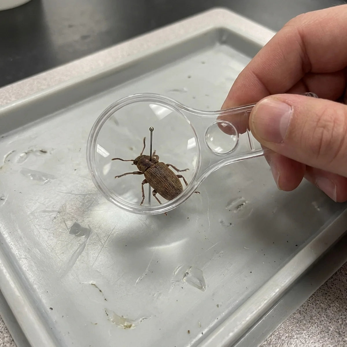 Magnifying glass examining an insect specimen
