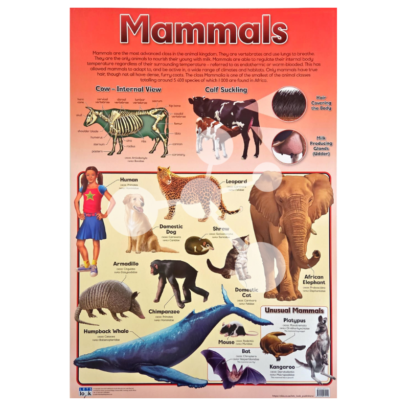 Mammals Wall Chart