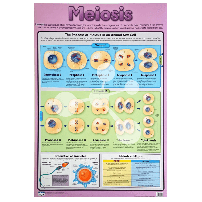 Meiosis Wall Chart