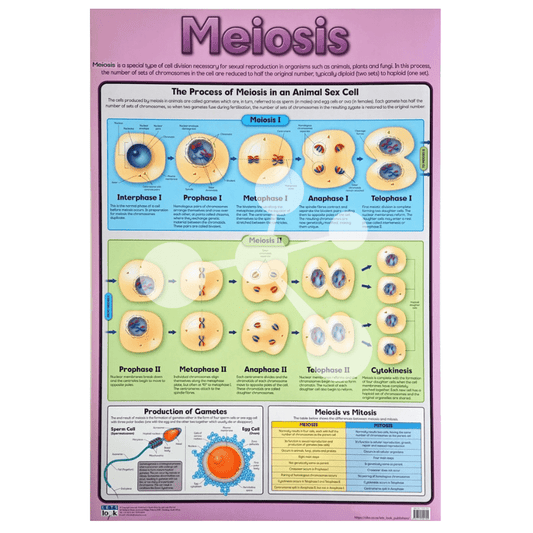 Meiosis Wall Chart