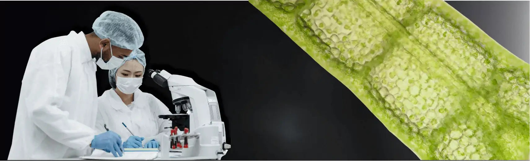 Scientists examining a sample with a microscope, alongside a close-up of green plant cells.