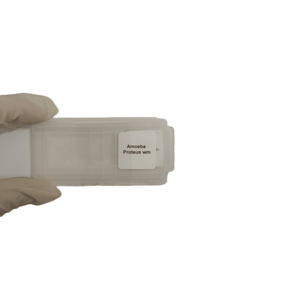 Microscope Slide - Amoeba Proteus wm Individually packed in PP slide mailer