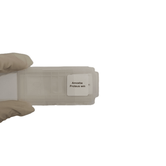 Microscope Slide - Amoeba Proteus wm Individually packed in PP slide mailer