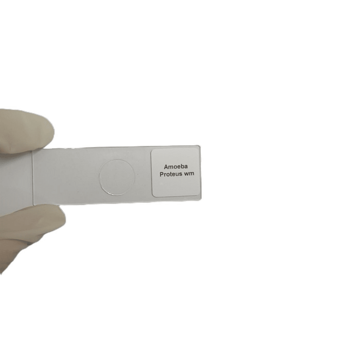 Microscope Slide - Amoeba Proteus wm Individually packed in PP slide mailer