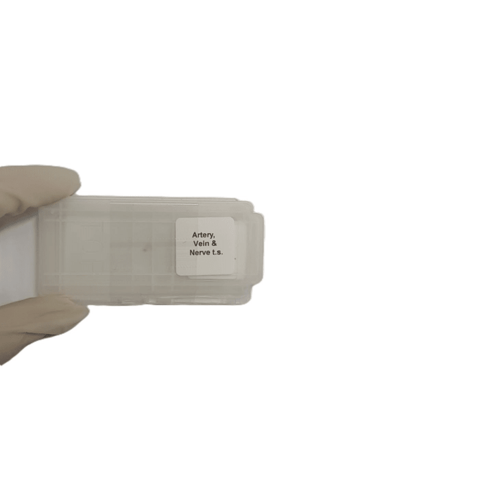 Microscope Slide - Artery, Vein and Nerve t.s. Individually packed in PP slide mailer