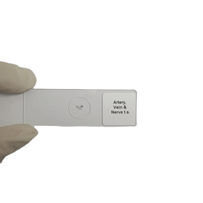 Microscope Slide - Artery, Vein and Nerve t.s. Individually packed in PP slide mailer