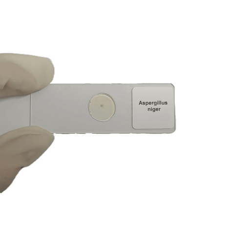 Microscope Slide - Aspergillus niger Individually packed in PP slide mailer