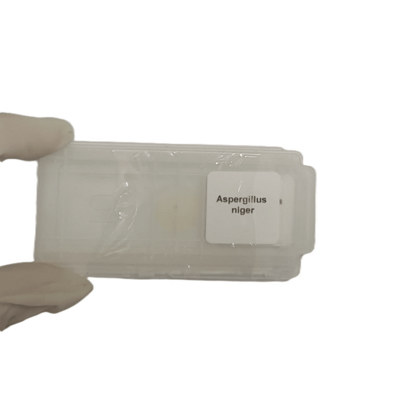 Microscope Slide - Aspergillus niger Individually packed in PP slide mailer