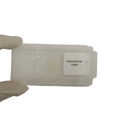 Microscope Slide - Aspergillus niger Individually packed in PP slide mailer